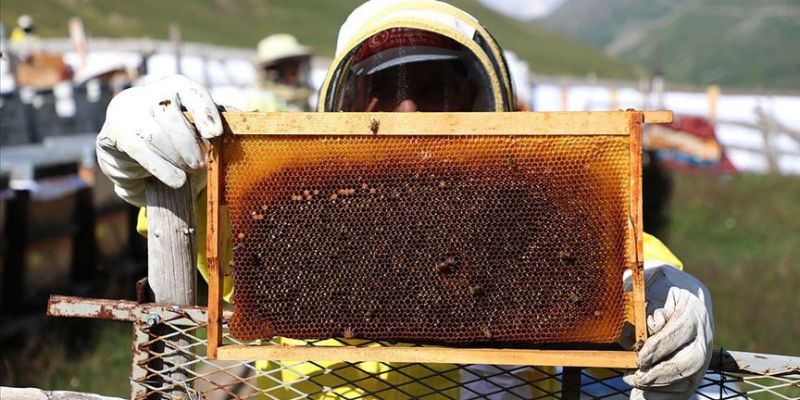 Anzer Balı Farkı Nedir?