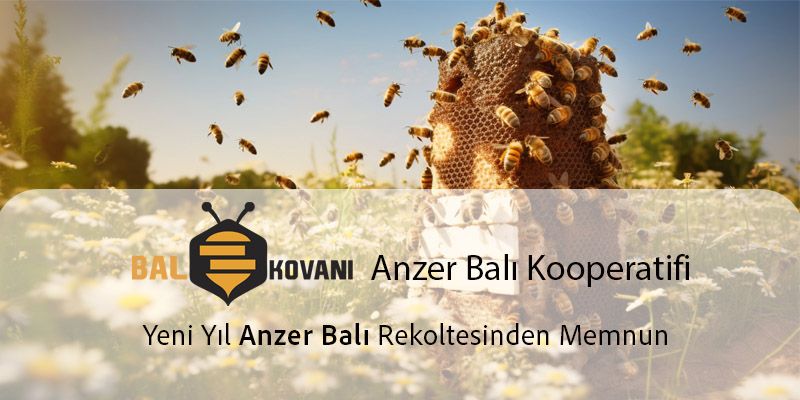 Yeni Sezon  Anzer Balı Rekoltesi Arttı