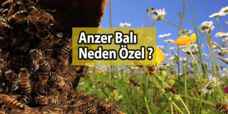Anzer Balının Özel Olmasının Sebebi Nedir?
