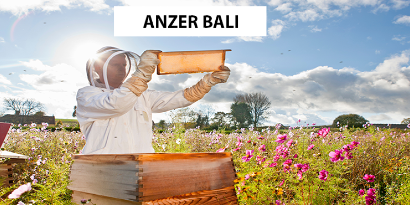 Anzer Balı